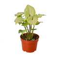 Syngonium White Butterfly Live Plant – 4" Nursery Pot