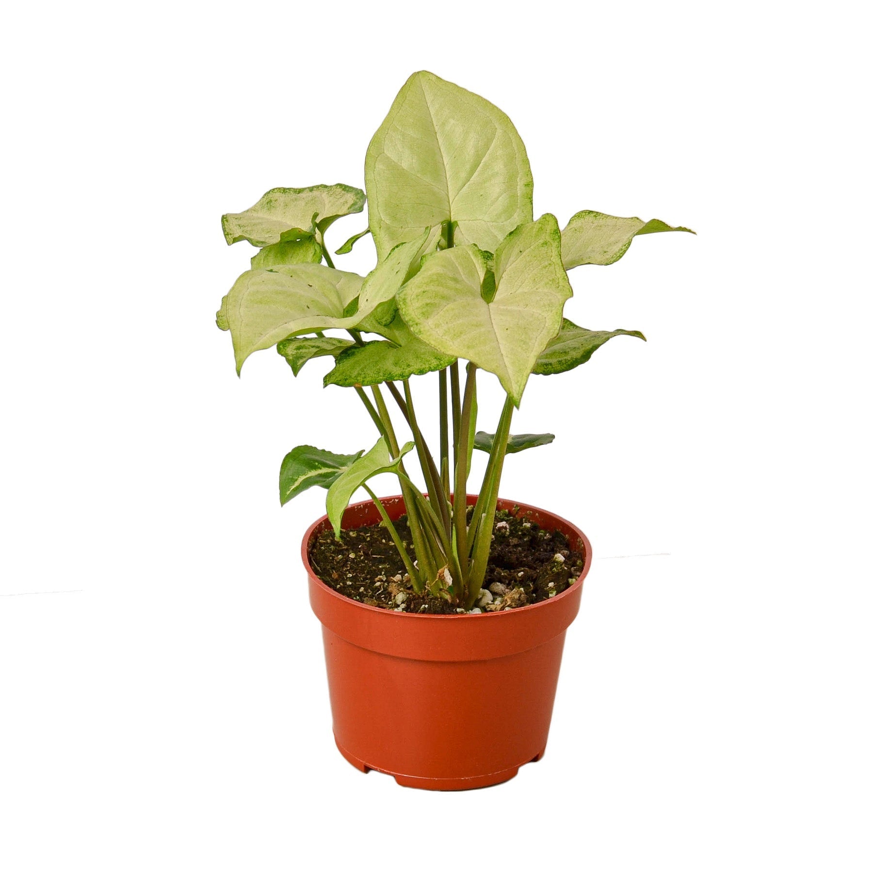 Syngonium White Butterfly Live Plant – 4" Nursery Pot