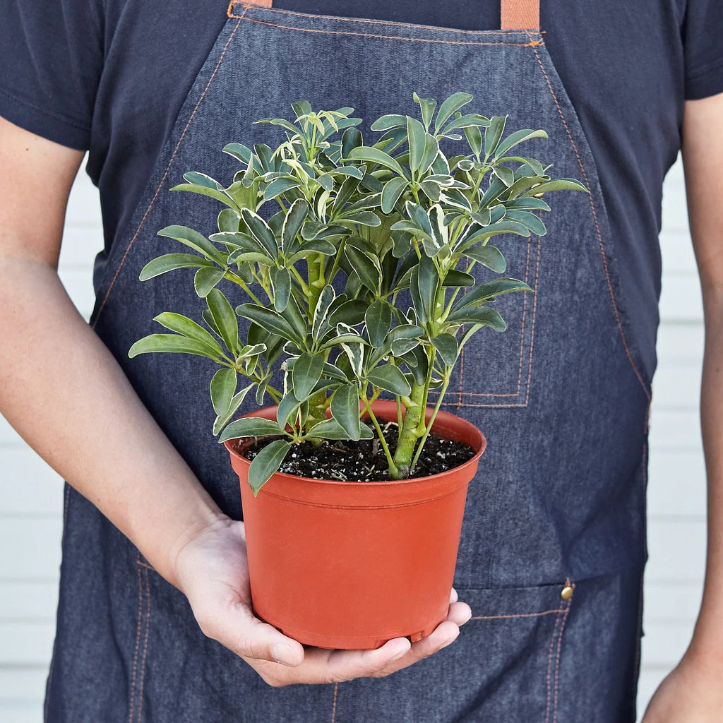 Schefflera Moonlight 'Umbrella Plant' – view 4