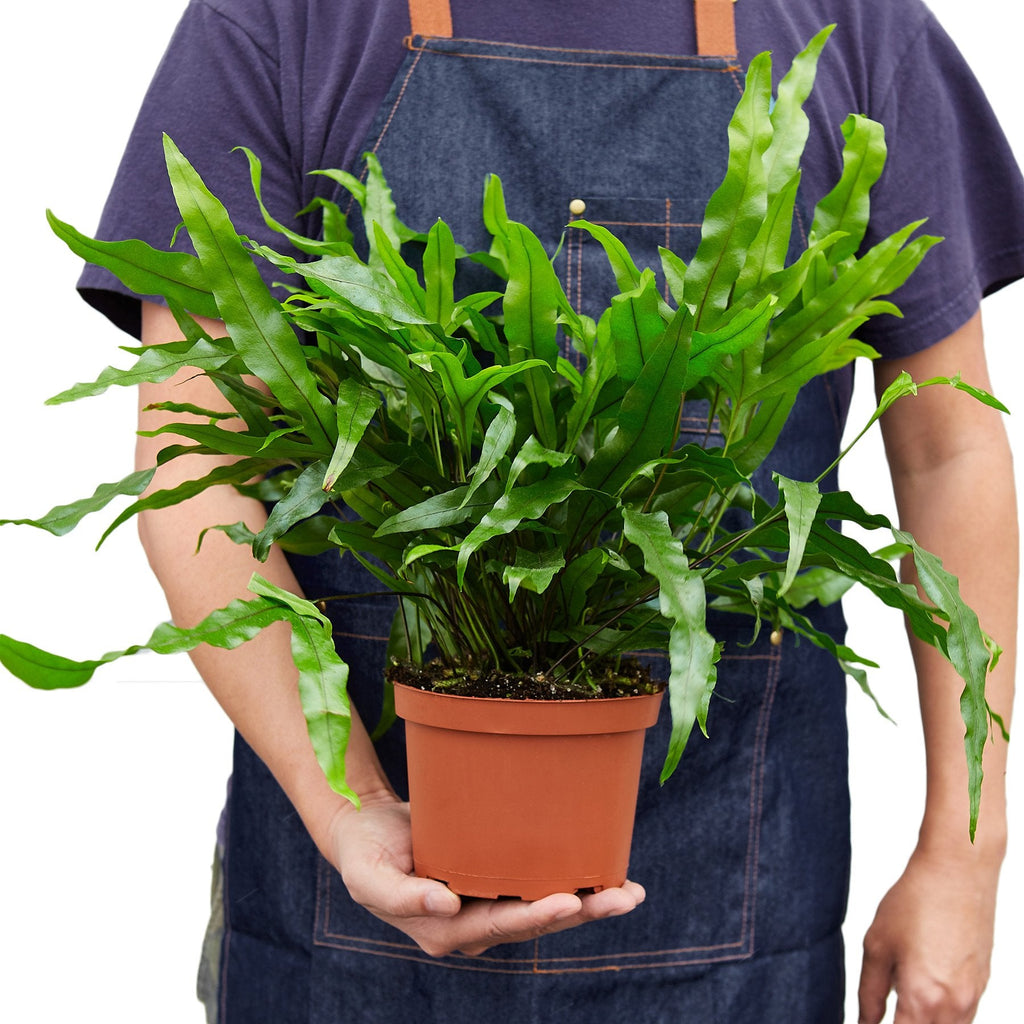 Fern 'Kangaroo Paw' – view 3