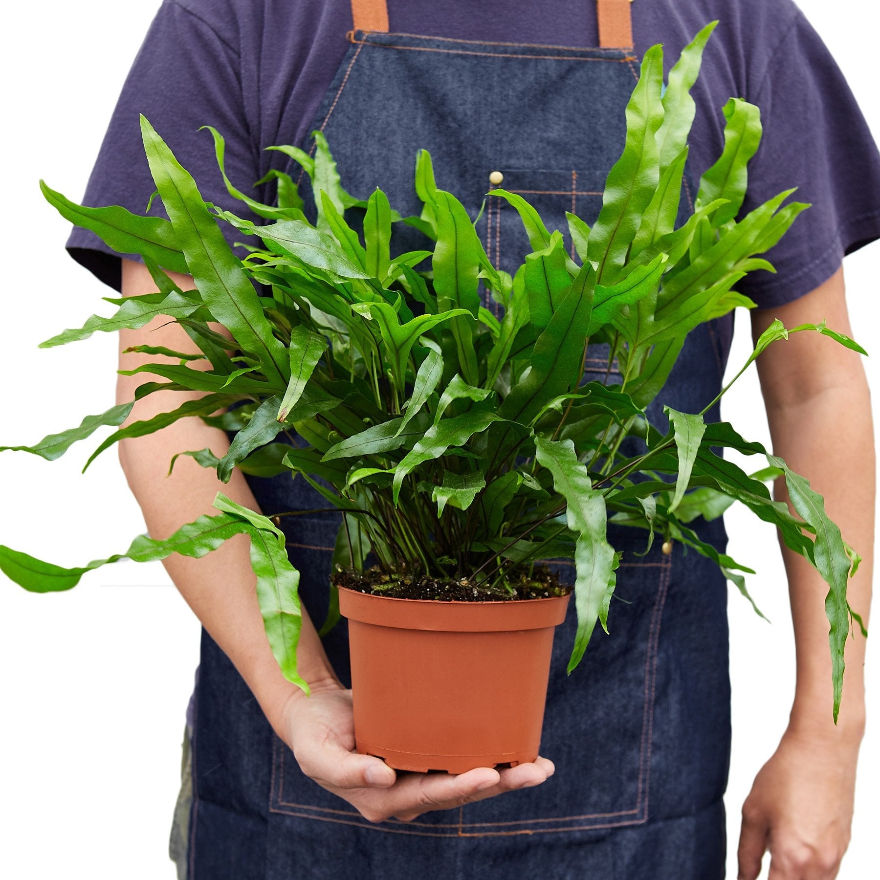 Fern 'Kangaroo Paw' – view 3