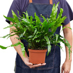 Fern 'Kangaroo Paw' – view 3