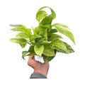 Pothos 'Neon Queen'