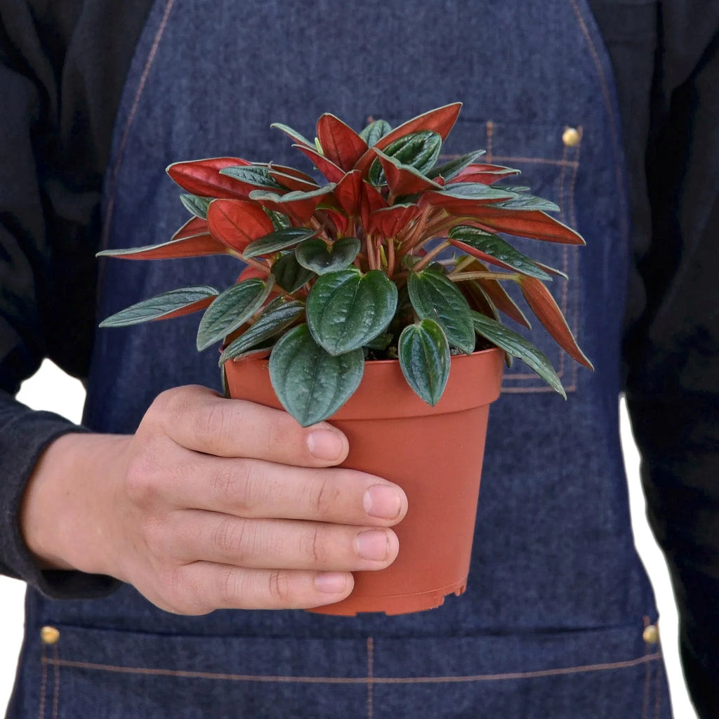 Peperomia Rosso – view 3