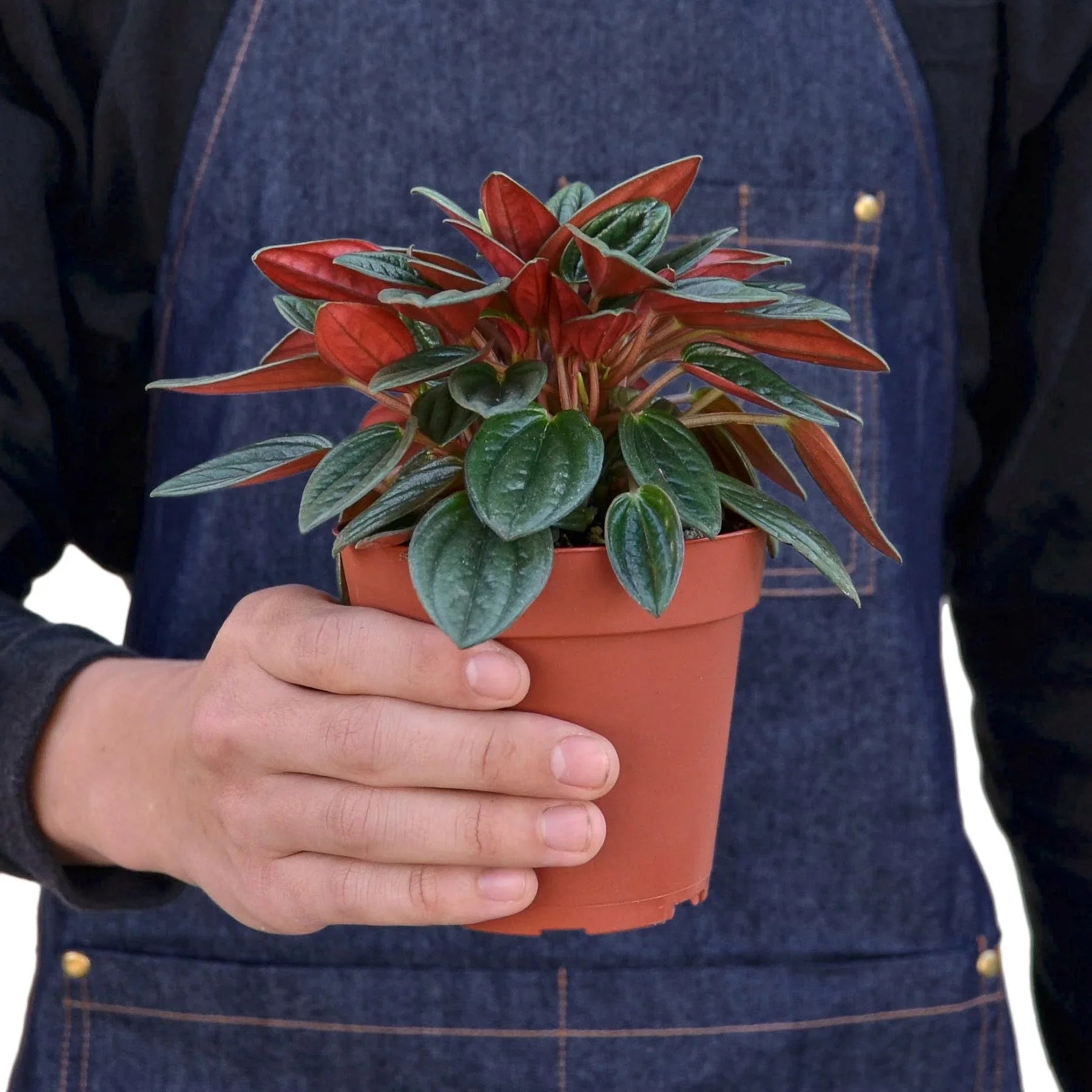 Peperomia Rosso – view 3