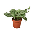 Scindapsus pictus 'Exotica' Live Plant – 6" Nursery Pot