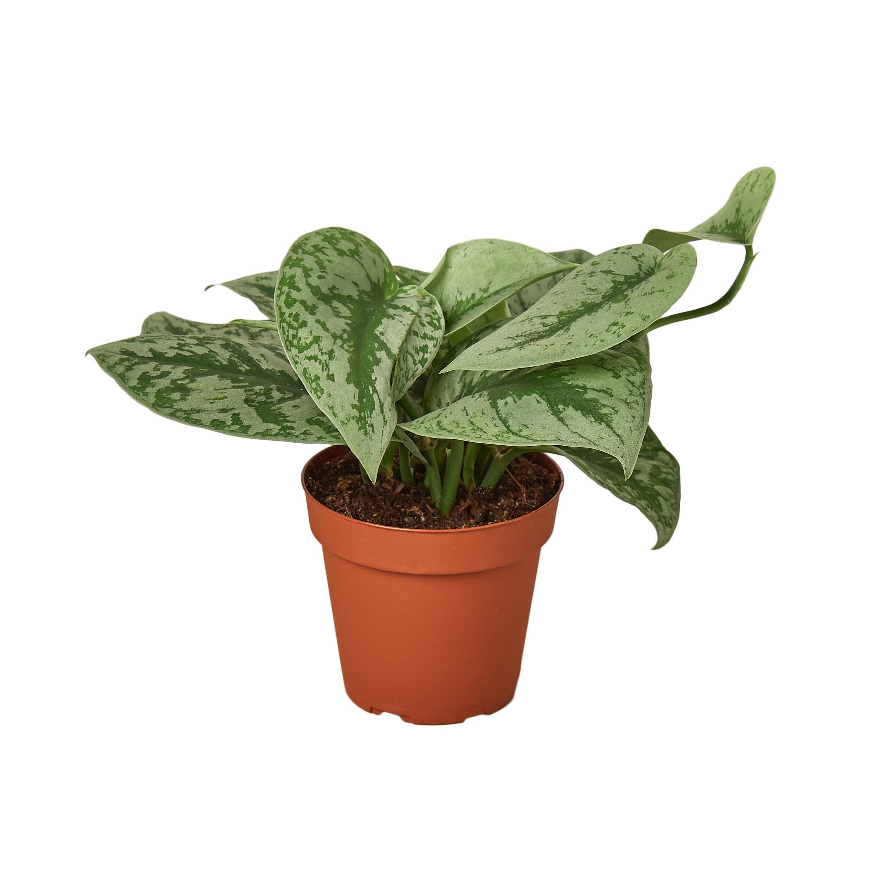 Scindapsus pictus 'Exotica' Live Plant – 6" Nursery Pot