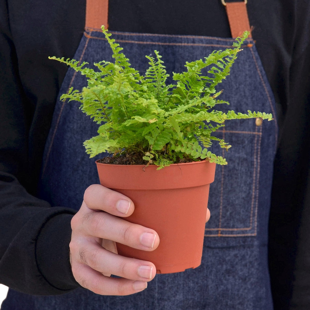 Cotton Candy Fern – view 3