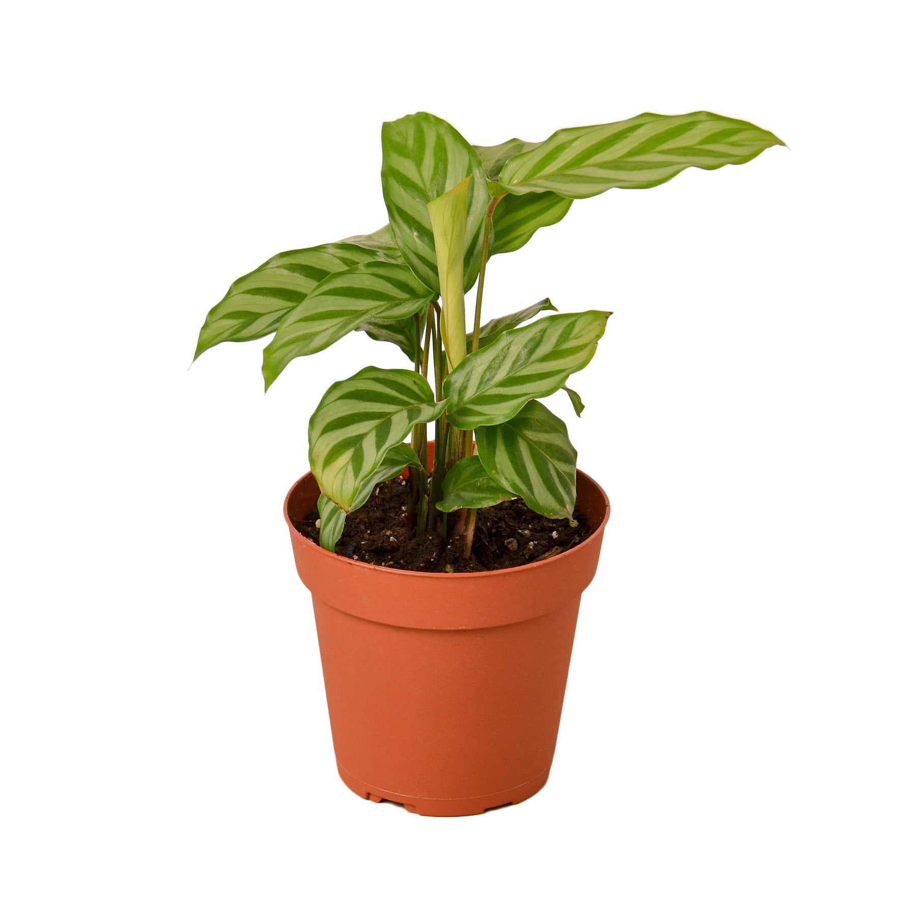 Calathea Concinna 'Freddie' Live Plant – 4" Nursery Pot