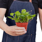 Pilea 'Crinkle' – view 3