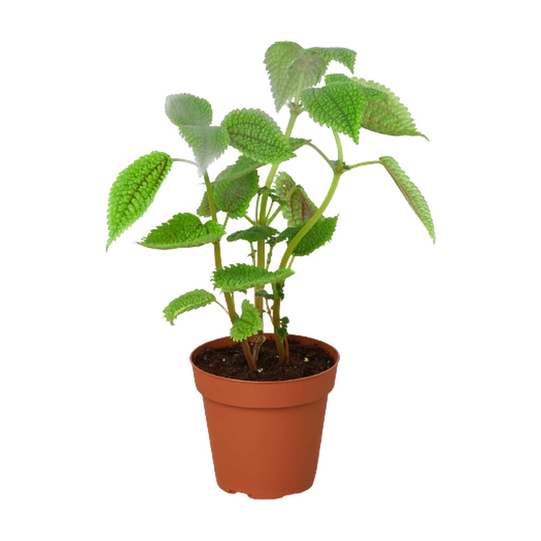 Pilea 'Moon Valley'