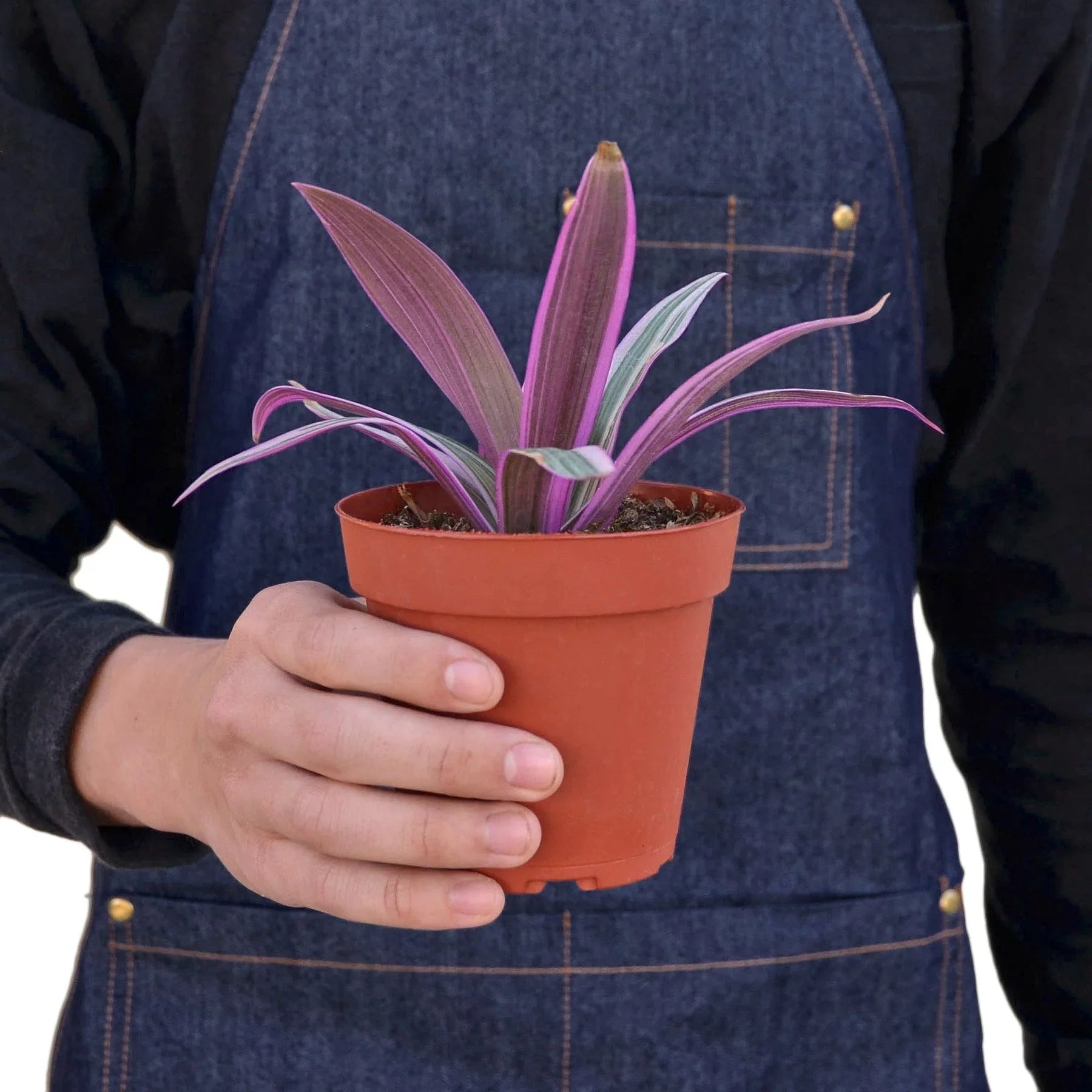 Oyster Plant 'Moses in the Cradle' – view 3