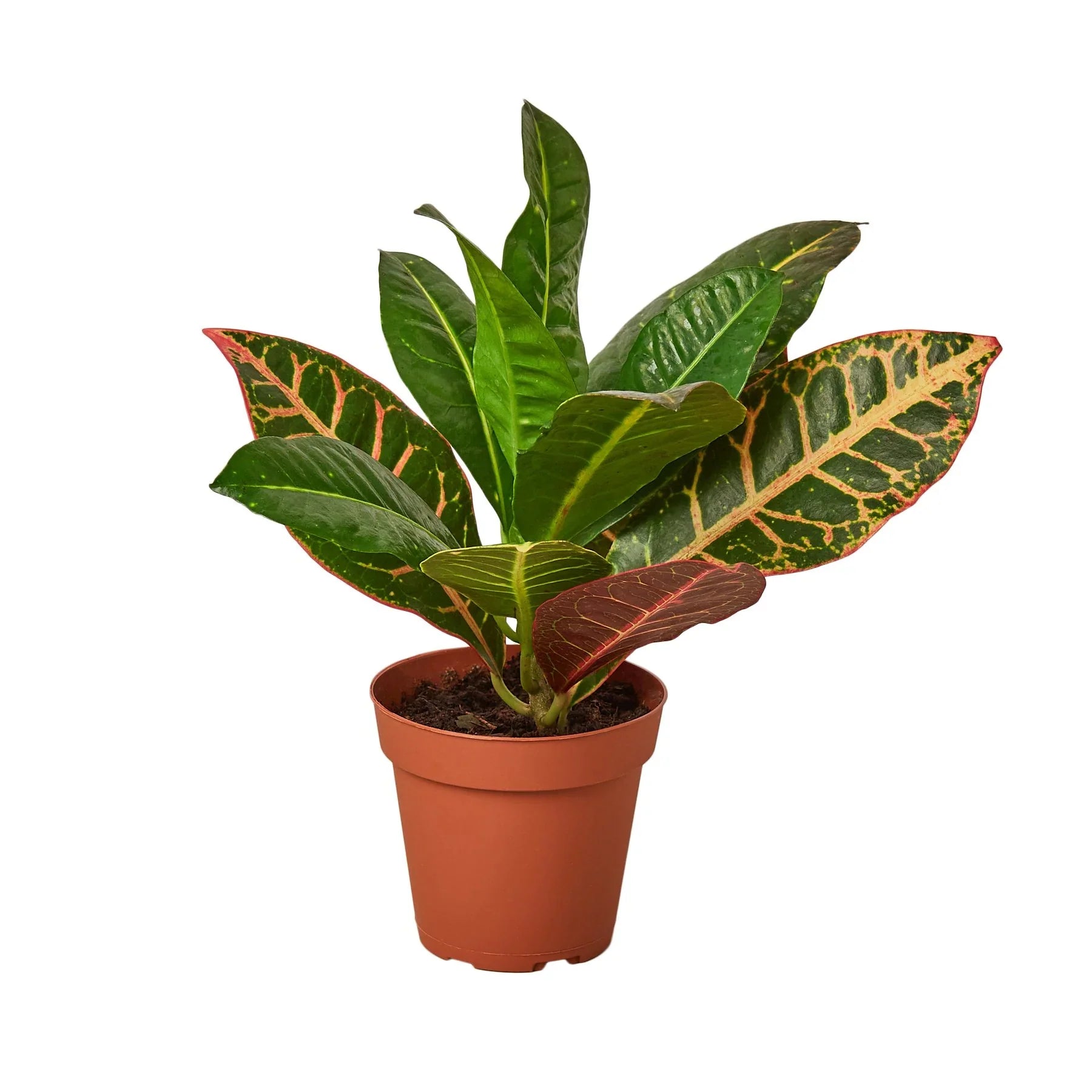 Croton Petra 'Joseph's Coat' – view 7