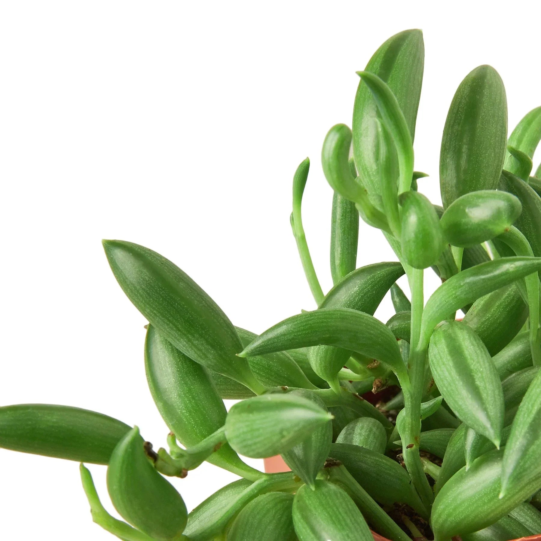 Succulent 'String of Bananas' – view 5