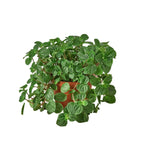 Pilea 'Crinkle' – view 4