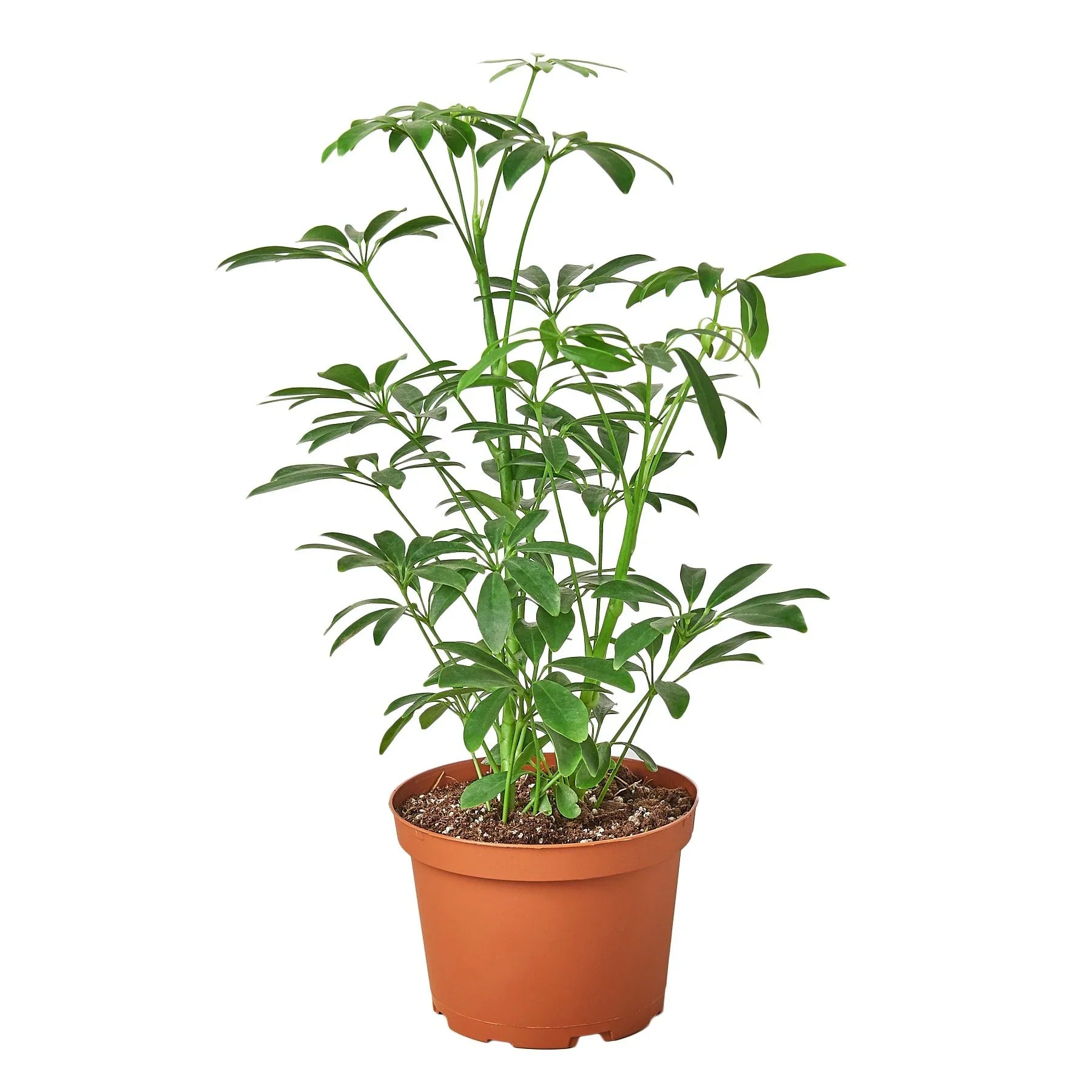 Schefflera Arboricola 'Umbrella' – view 4