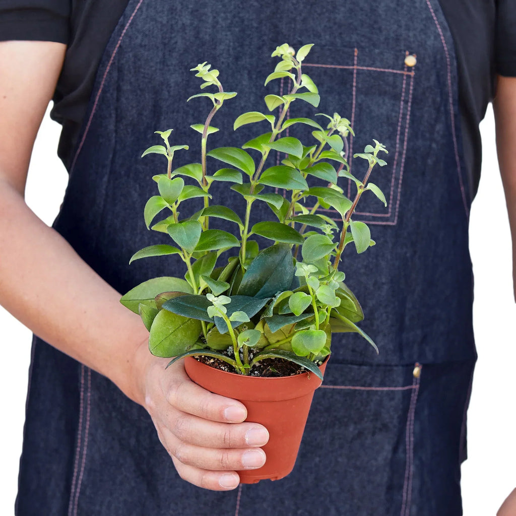 Lipstick Plant – view 3
