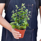 Lipstick Plant – view 3