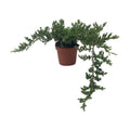 Bonsai Juniper