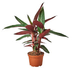 Stromanthe Sanguinea – view 3