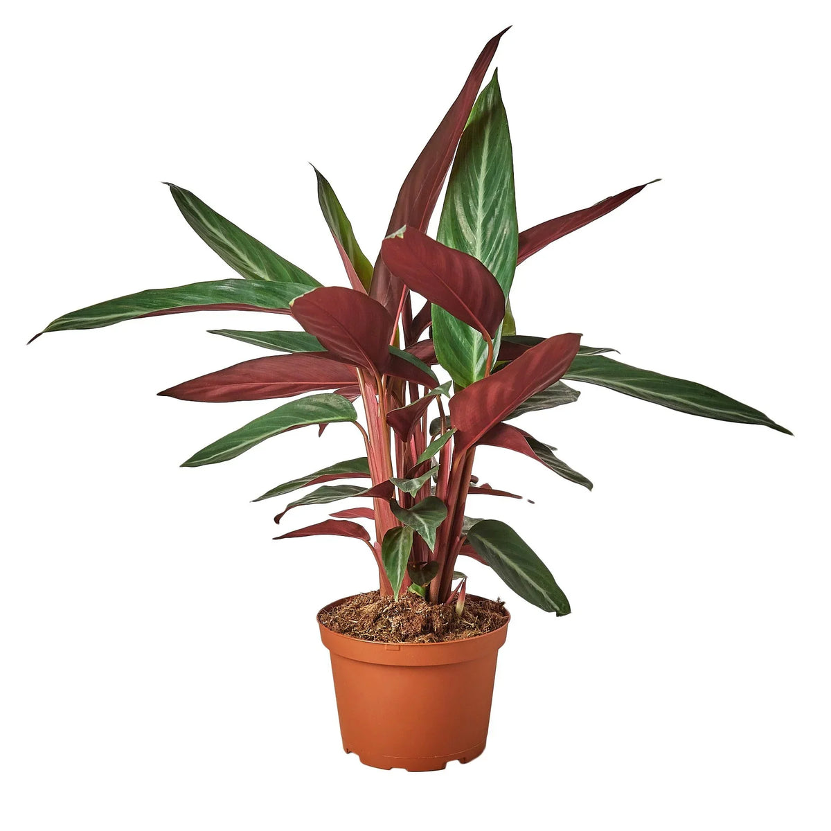 Stromanthe Sanguinea – view 3