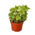 English Ivy Gold Child Live Plant – 4" Nursery Pot
