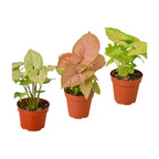 3 Syngonium Variety Pack