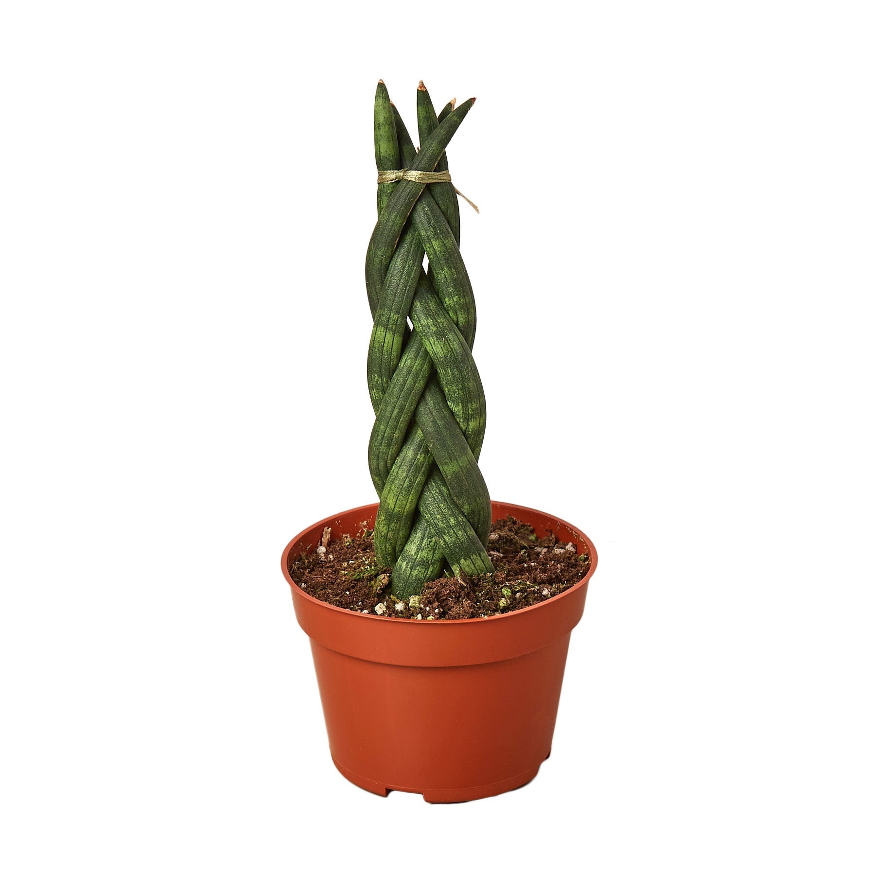 Snake Plant Braided Live Plant – 4" Nursery Pot