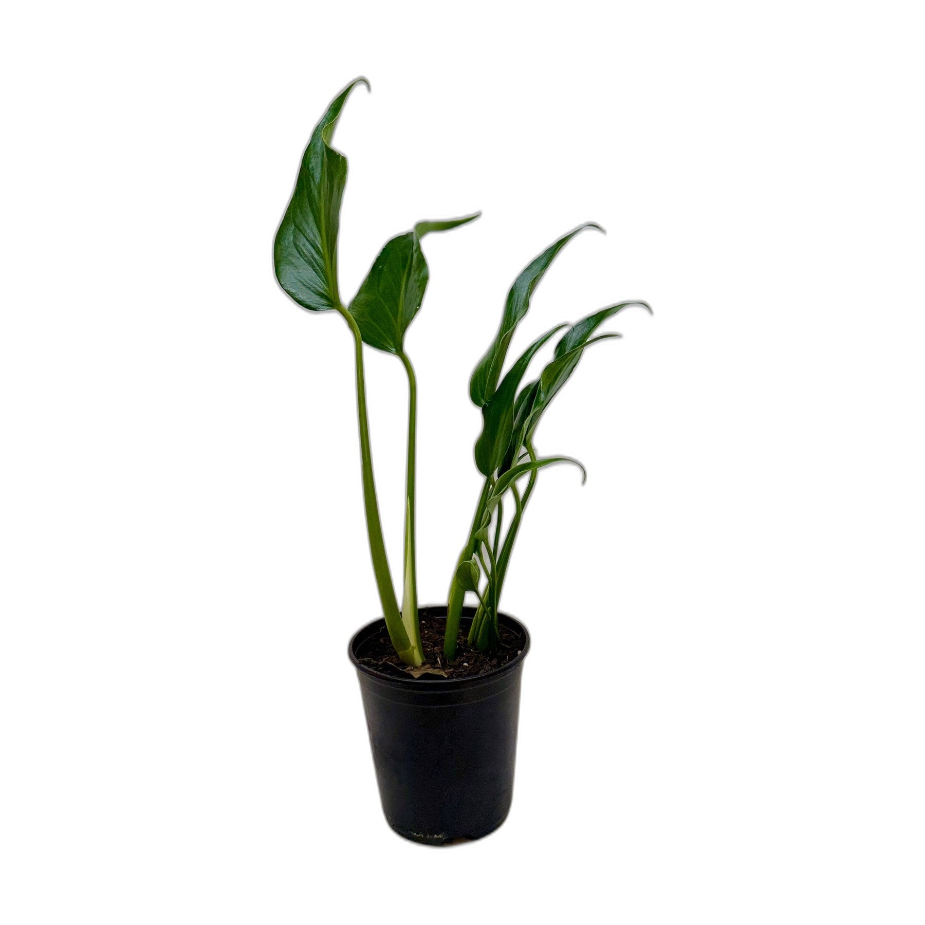 Monstera Burle Marx Flame