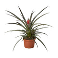 Bromeliad 'Red Pineapple' Live Plant