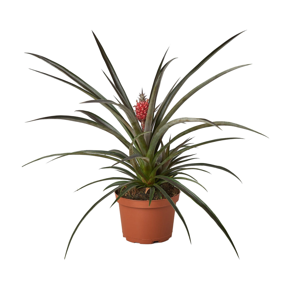 Bromeliad 'Red Pineapple' Live Plant