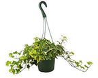 English Ivy Gold Child – view 4