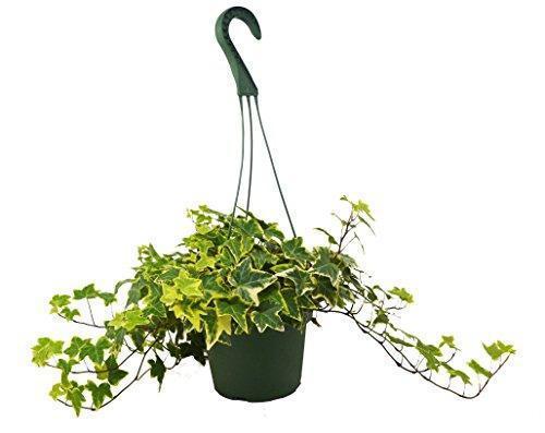 English Ivy Gold Child – view 4