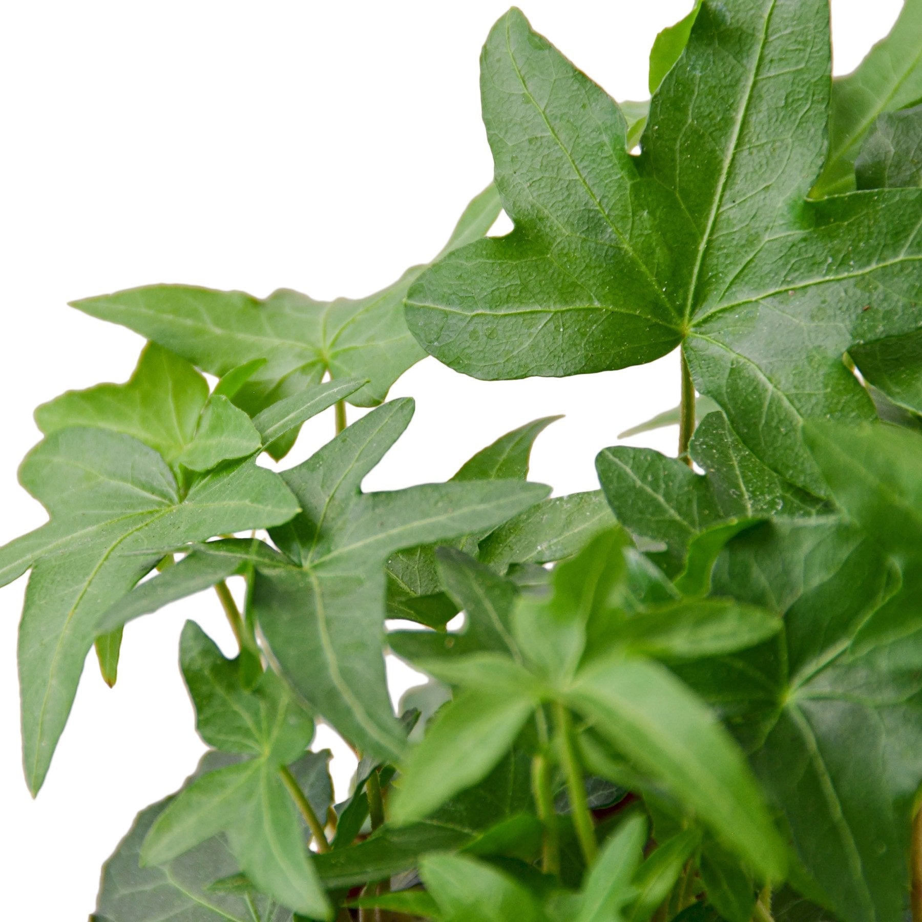 English Ivy Green California – view 3