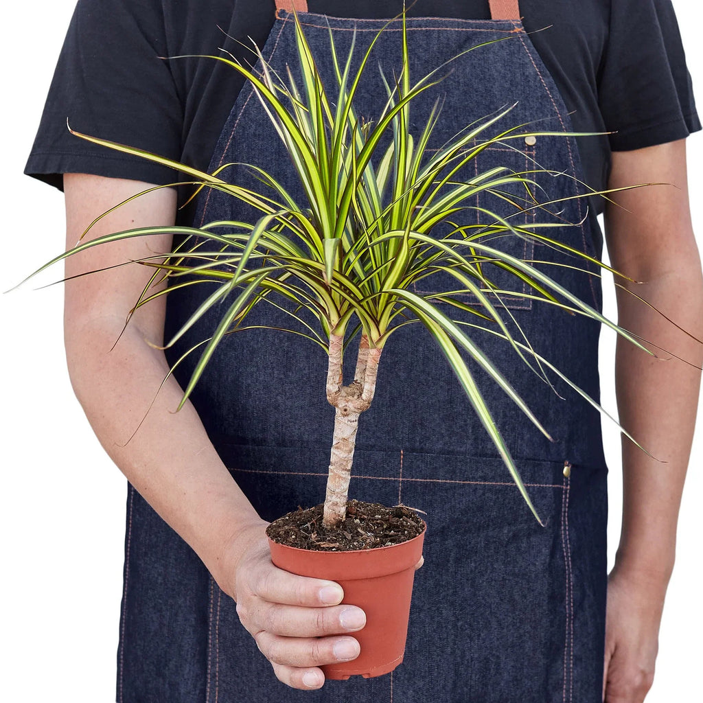Dracaena Marginata 'Sunshine' – view 3
