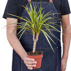 Dracaena Marginata 'Sunshine' – view 3