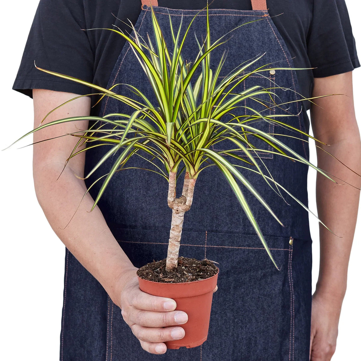Dracaena Marginata 'Sunshine' – view 3