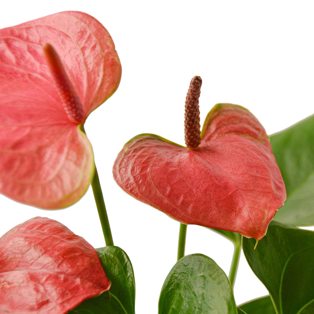 Anthurium 'Pink' – view 4