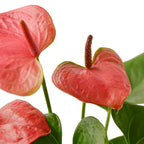 Anthurium 'Pink' – view 4