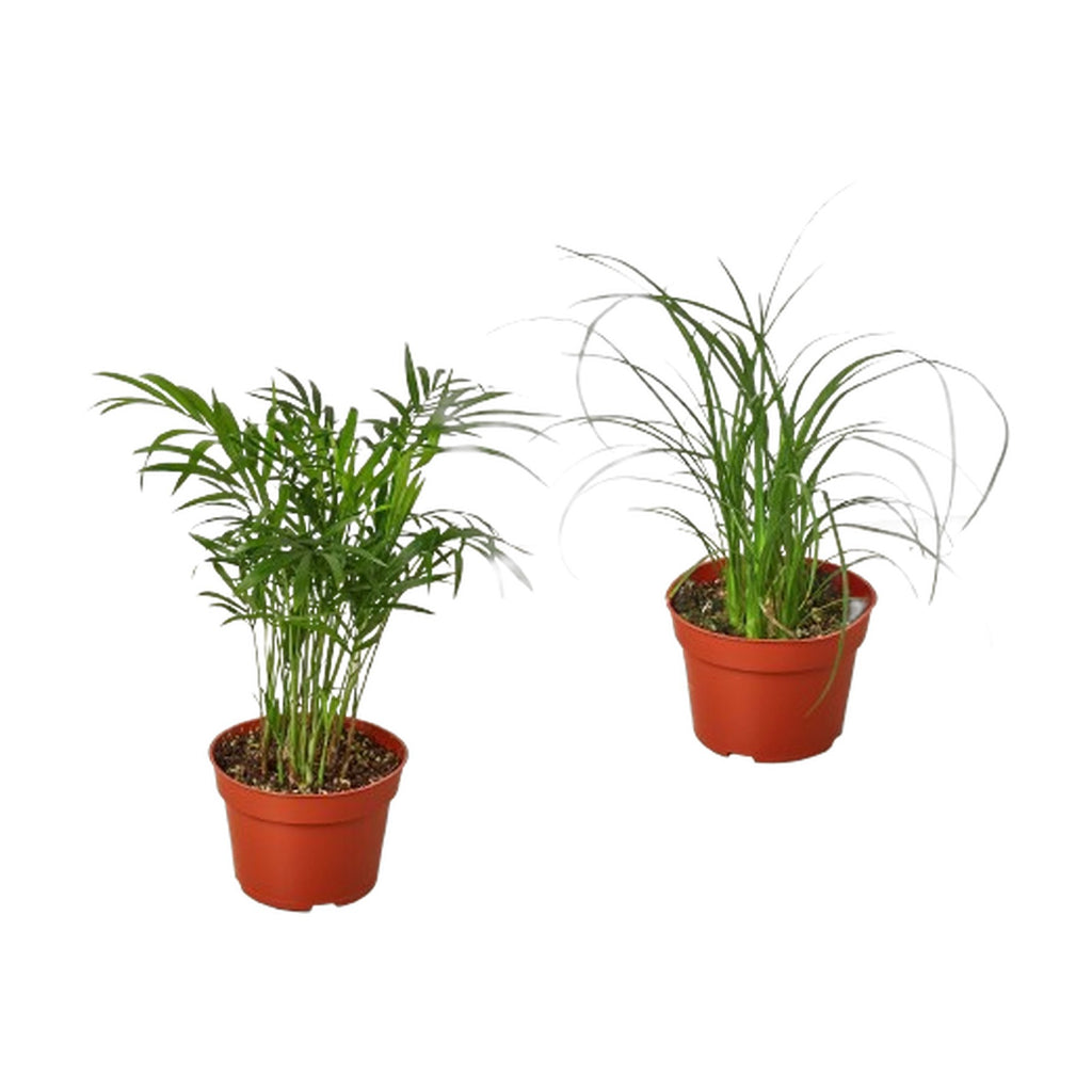 2 Palm Variety Pack