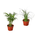 2 Palm Variety Pack