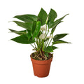 Anthurium 'White' Live Plant – 4" Nursery Pot
