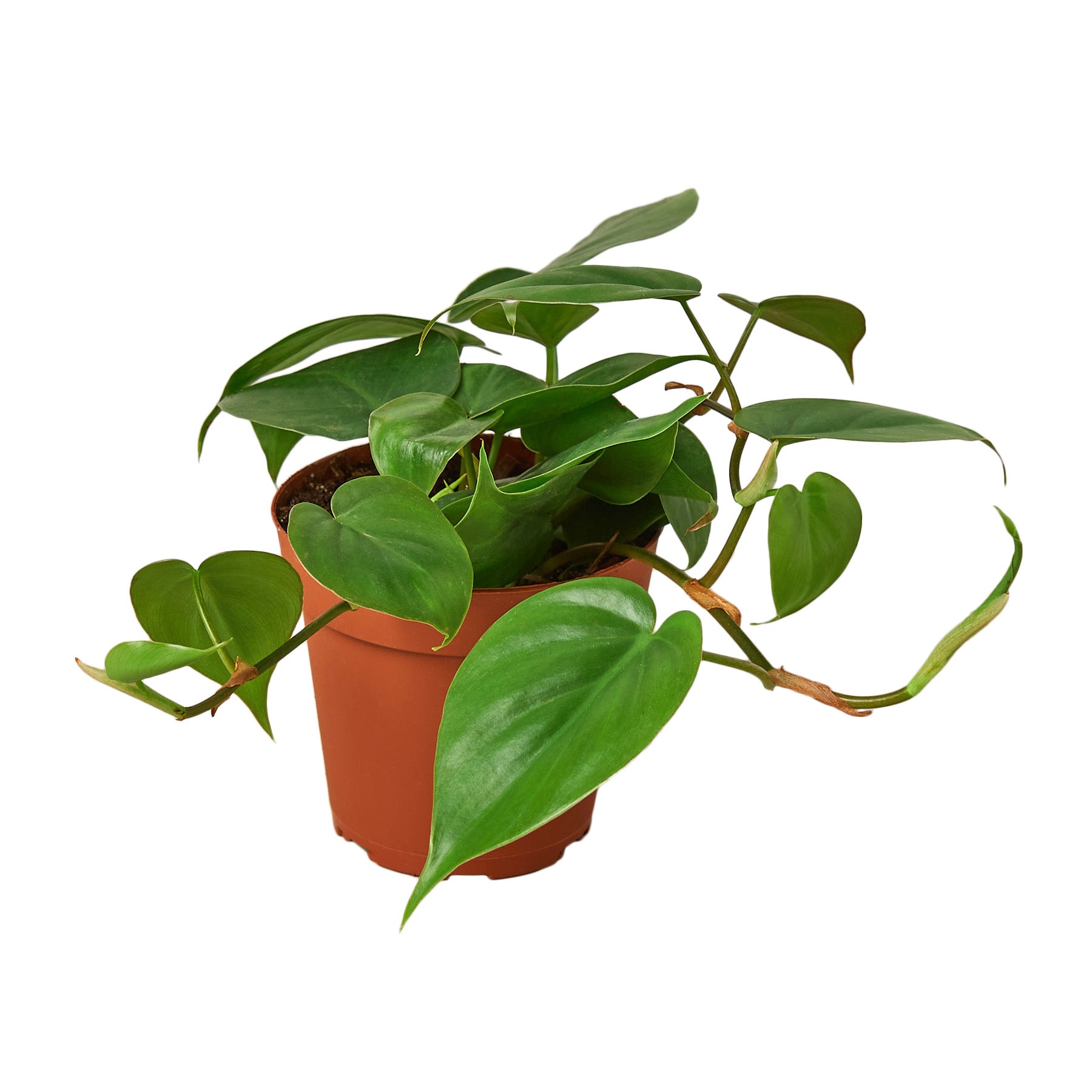 Philodendron Cordatum Heartleaf Live Plant – 4" Nursery Pot