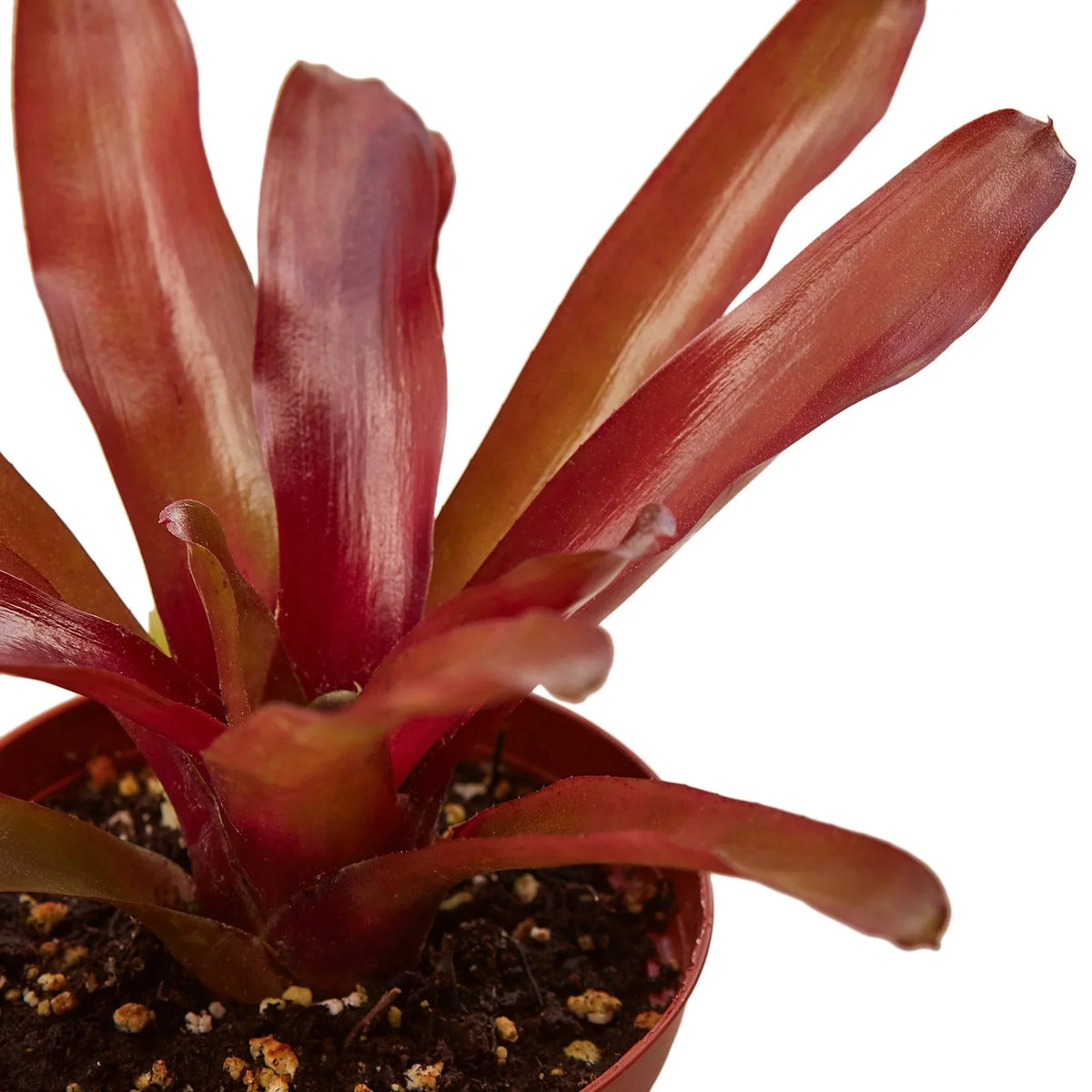 Bromeliad 'Fireball' – view 2