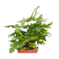 'Autumn' Fern