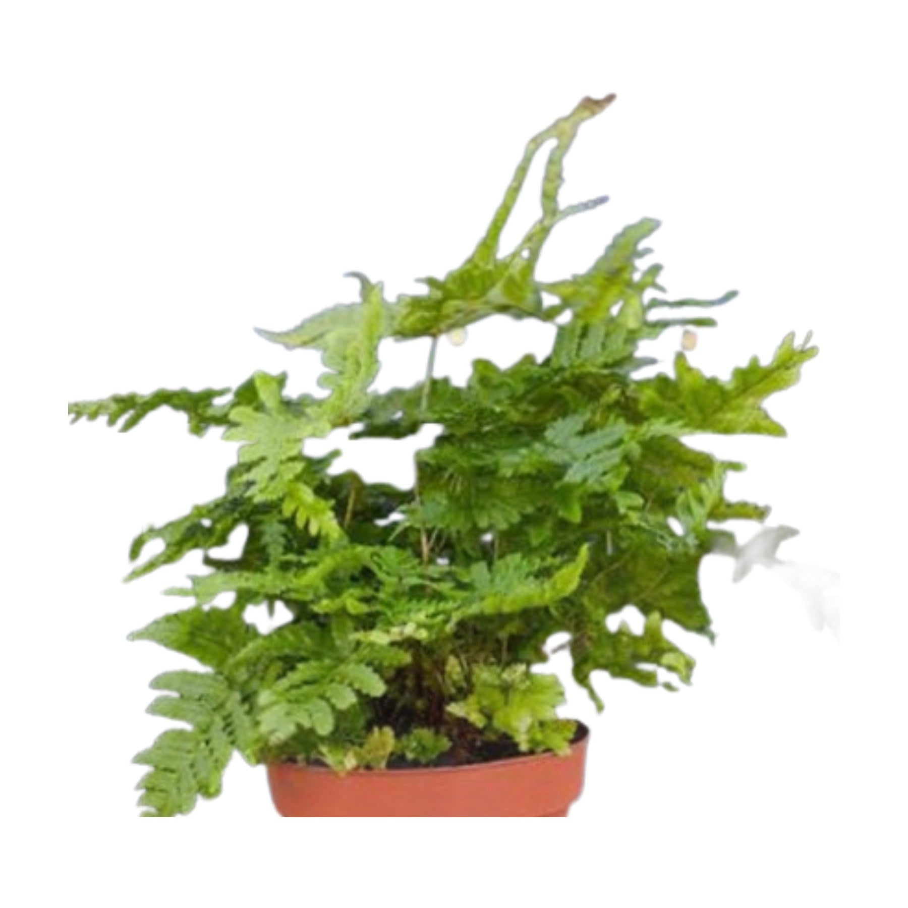 'Autumn' Fern