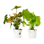 2 Syngonium Variety Pack
