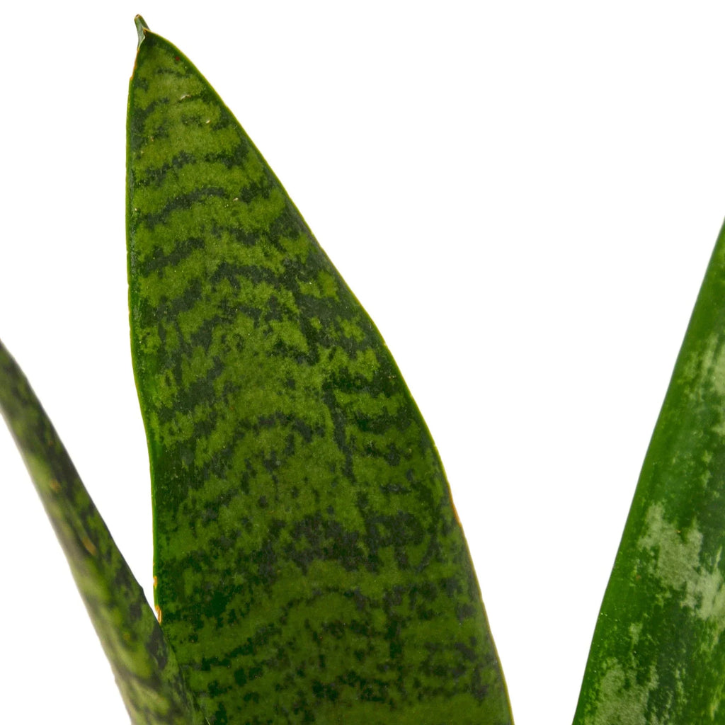 Snake Plant 'Zeylanica' – view 2