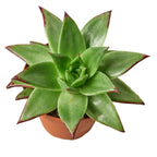 Lipstick Echeveria – view 3