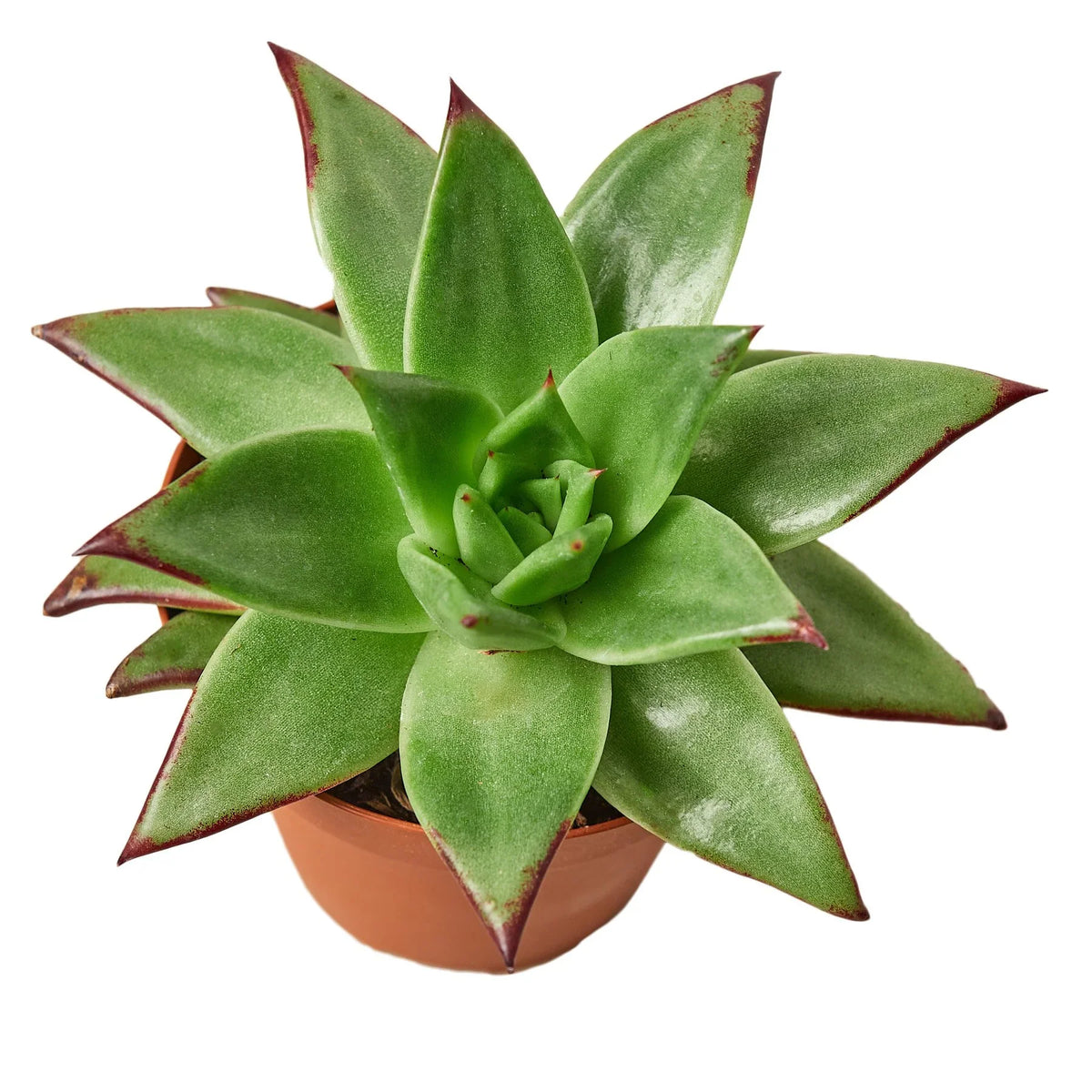 Lipstick Echeveria – view 3